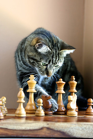 smart cat